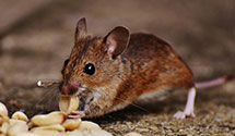 24 Hour & Emergency Exterminators in Christiansburg, VA
